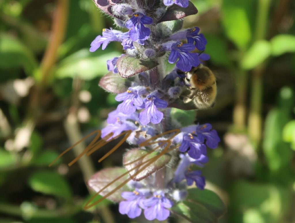 Apidae Anthophorinae:  Anthophora sp., femmina